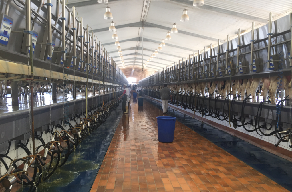 Job position now available on Saudi Arabian dairy farm