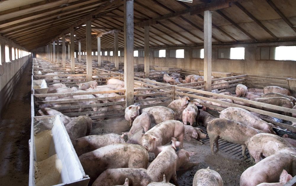 AHDB 'Pick Pork' campaign drives £3.2 million sales boost