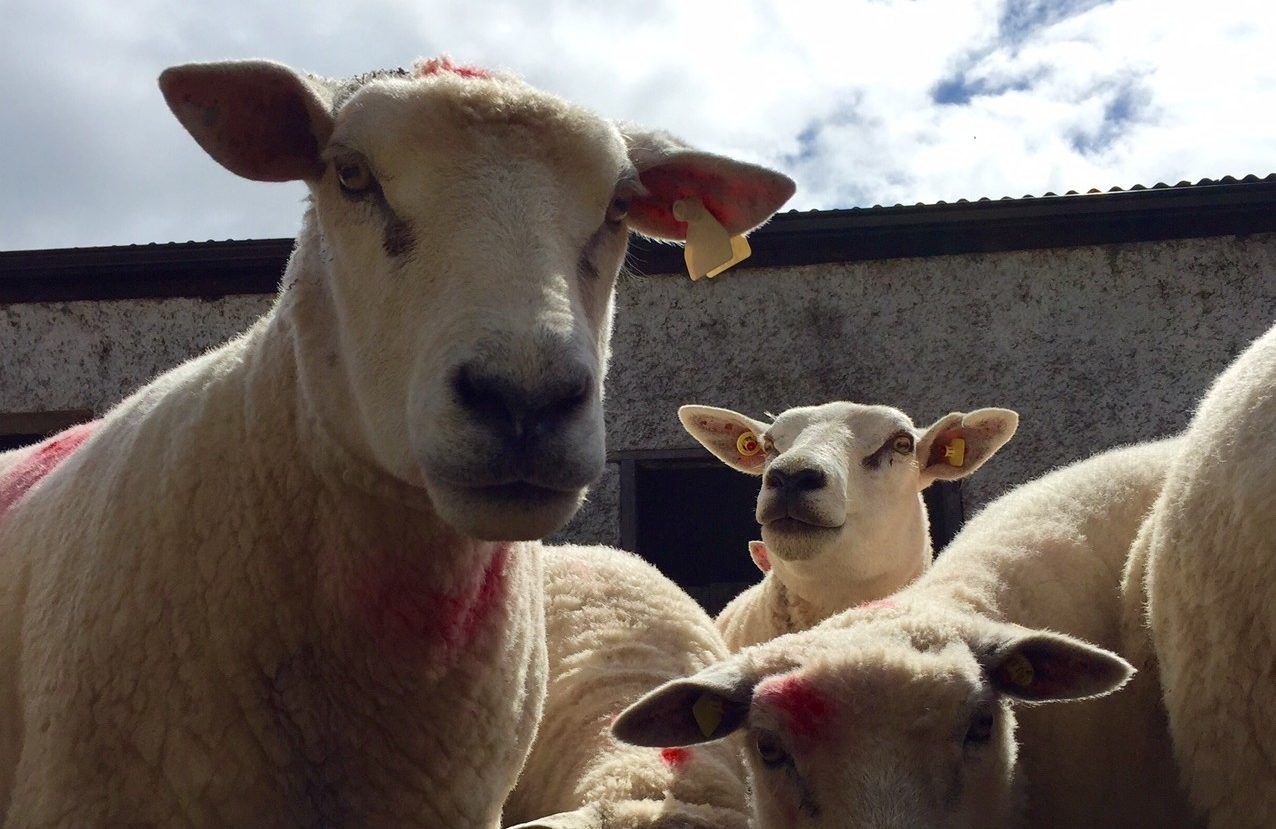 Sheep housing: What you should and shouldn't do