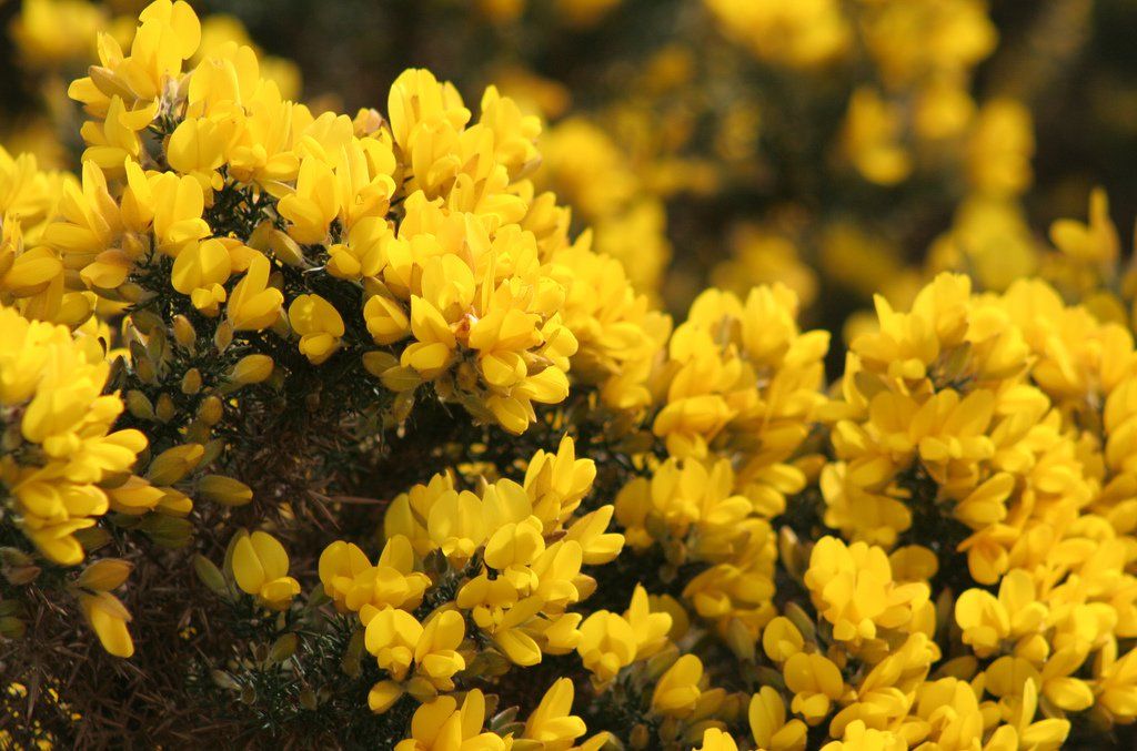 Gorse offered to farmers as animal bedding in Wales
