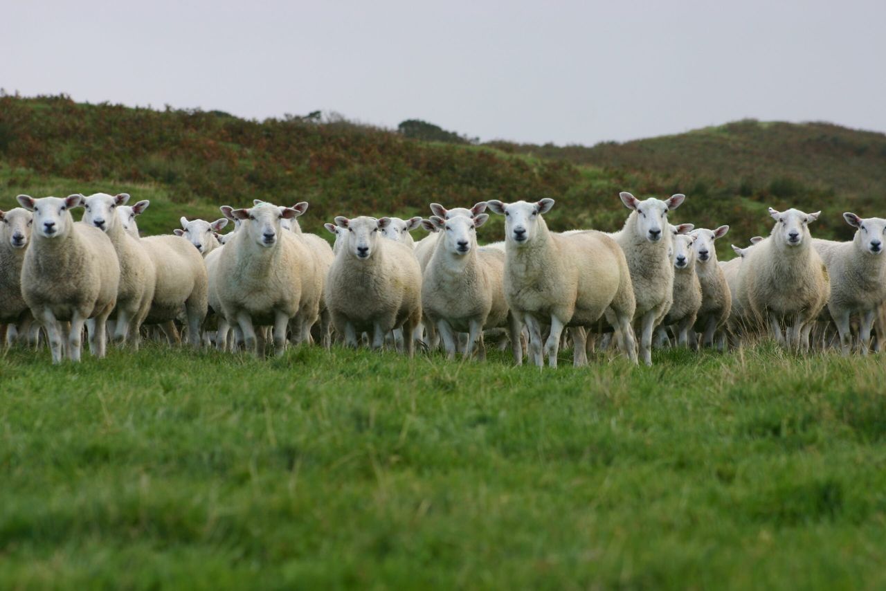 New ram Estimated Breeding Values announced