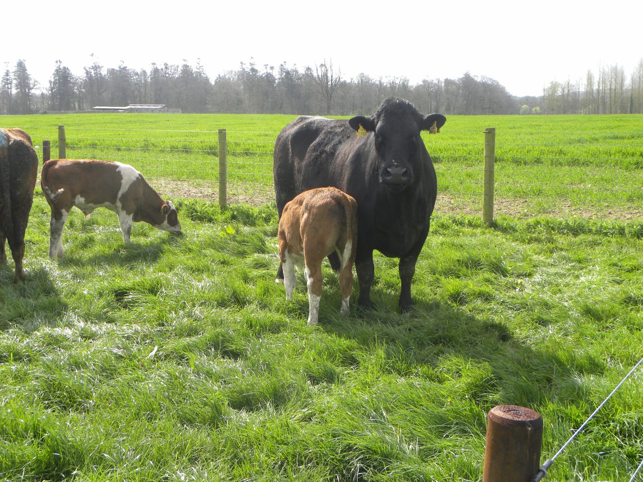 Key June grass advice for beef farmers