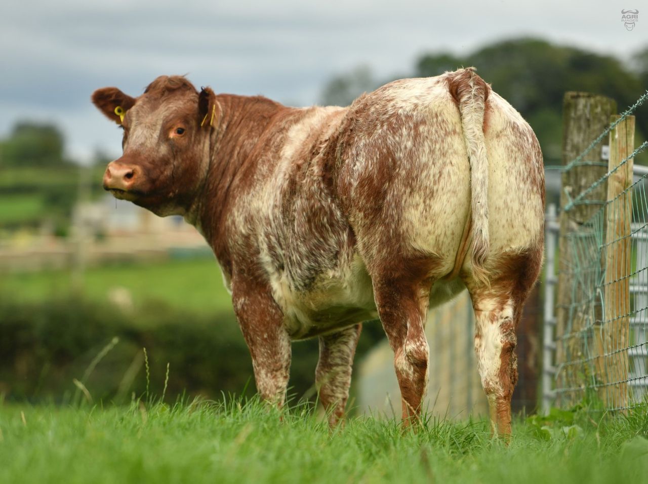 Balmoral Show: Chance to win roan heifer in NI Air Ambulance raffle