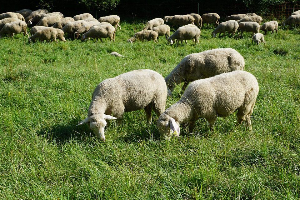 Queen’s-AFBI ruminant and poultry projects receive funding