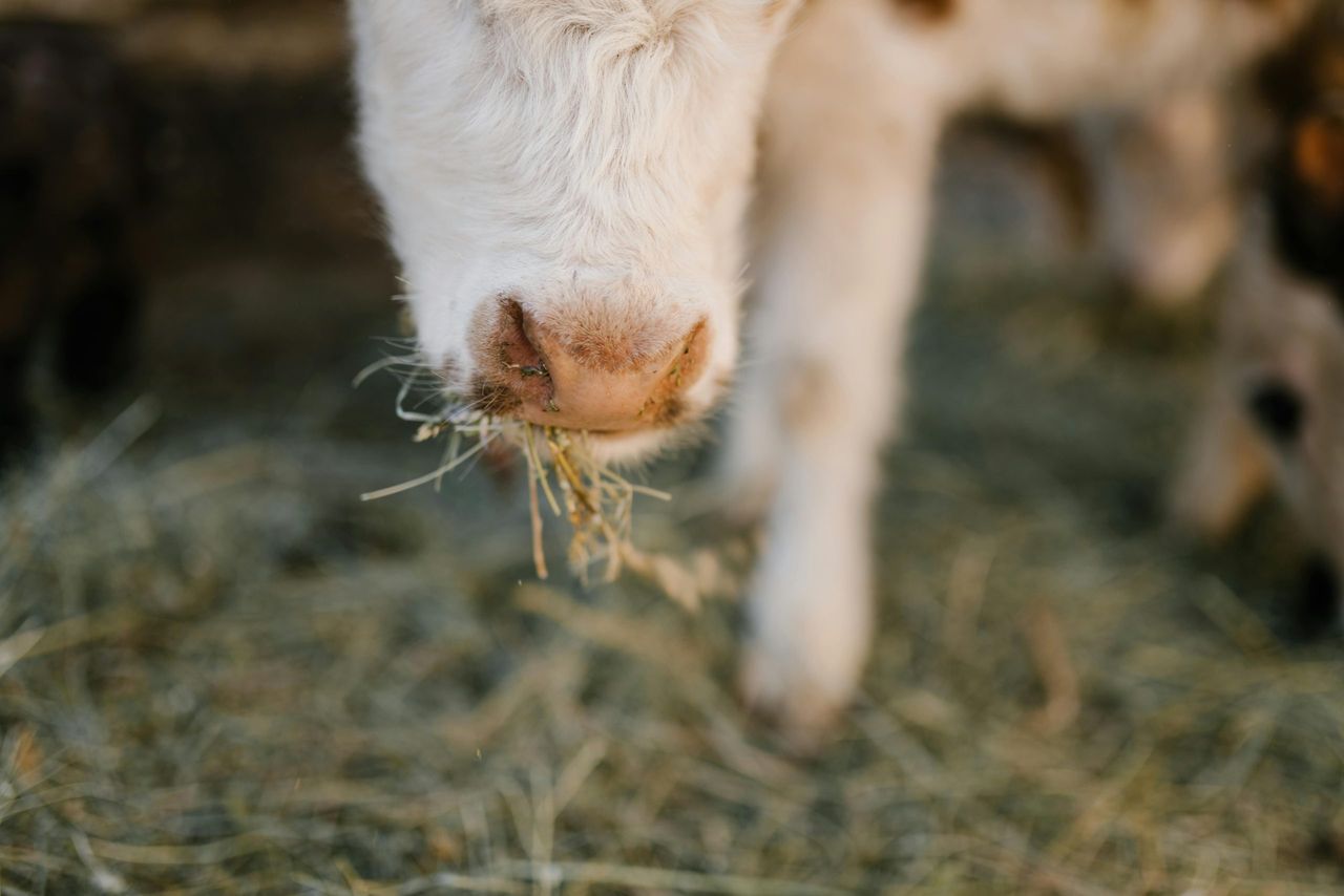 New cases of bluetongue found in Wexford, Wicklow and Kildare