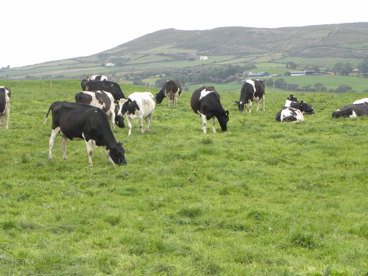 Are international milk prices beginning to stabilise?