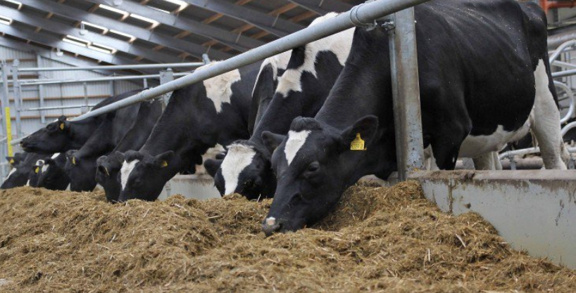 Dairy cow cull in China as demand for beef soars