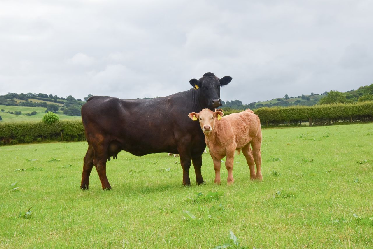 Autumn-calving advice for farmers