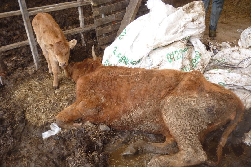 Inspectors find 58 carcasses on farm with extreme neglect