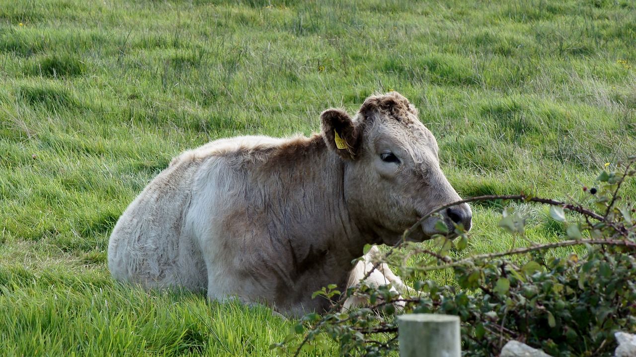 7 cases of bluetongue virus detected in Kent