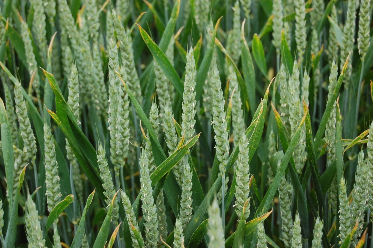 UK winter wheat crops in a very poor state – AHDB