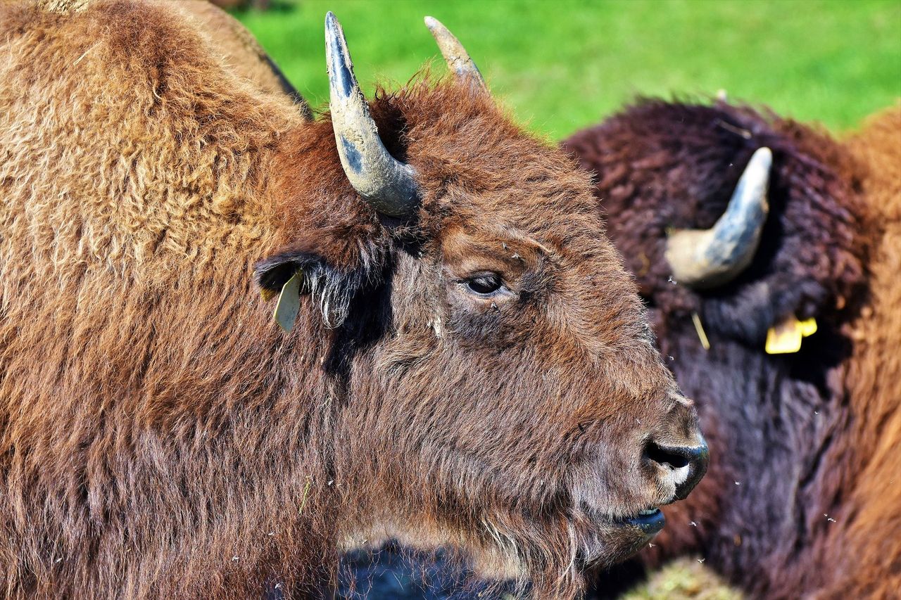 Bison to be introduced to British woodland