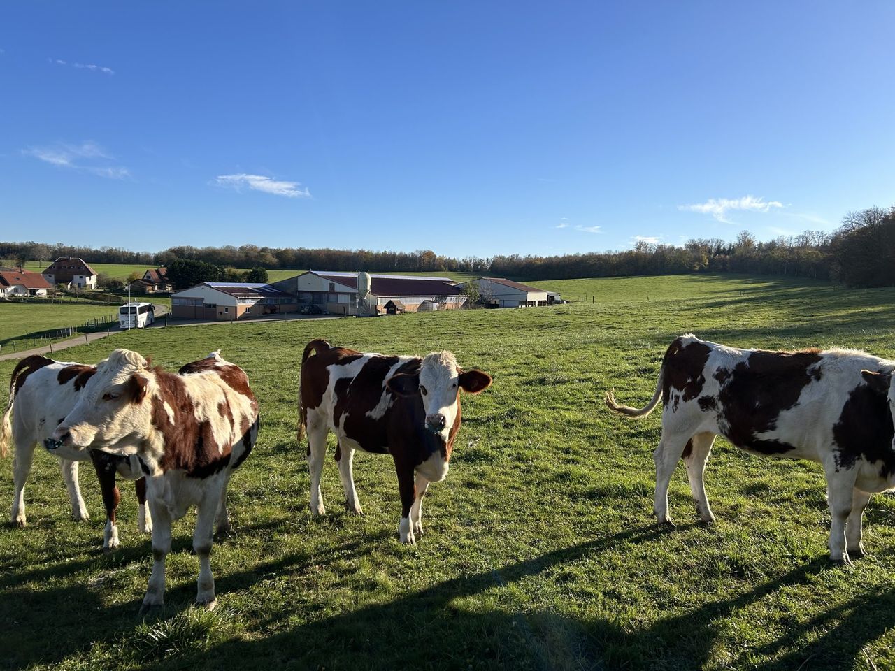 Dairy Focus: High protein % for cheese production on French farm