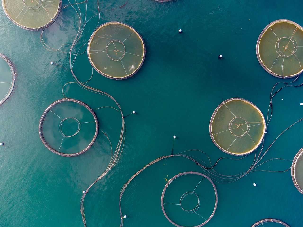 New food-testing method a ‘game-changer’ for food supply chain