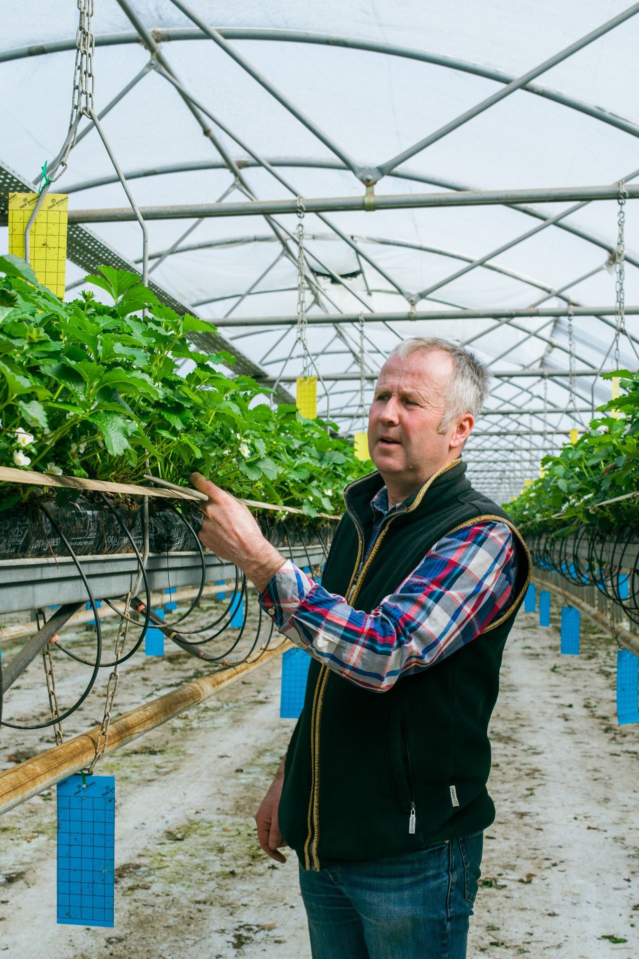 Calls for Scottish horticulture sector to review seasonal worker scheme