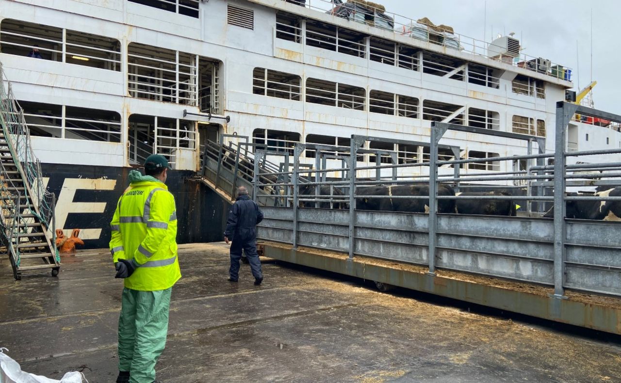 RSPCA welcomes live export ban in King's Speech