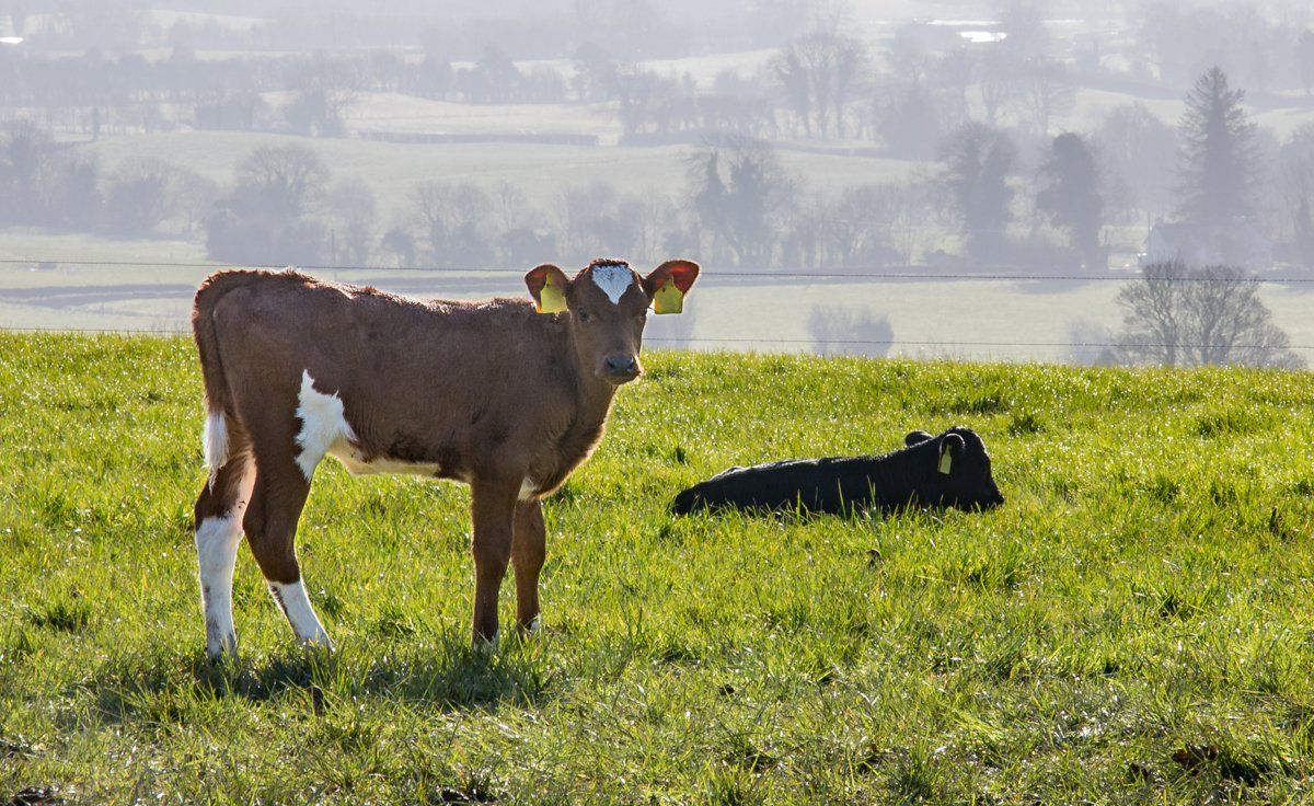 Farm research findings presented at recent conference