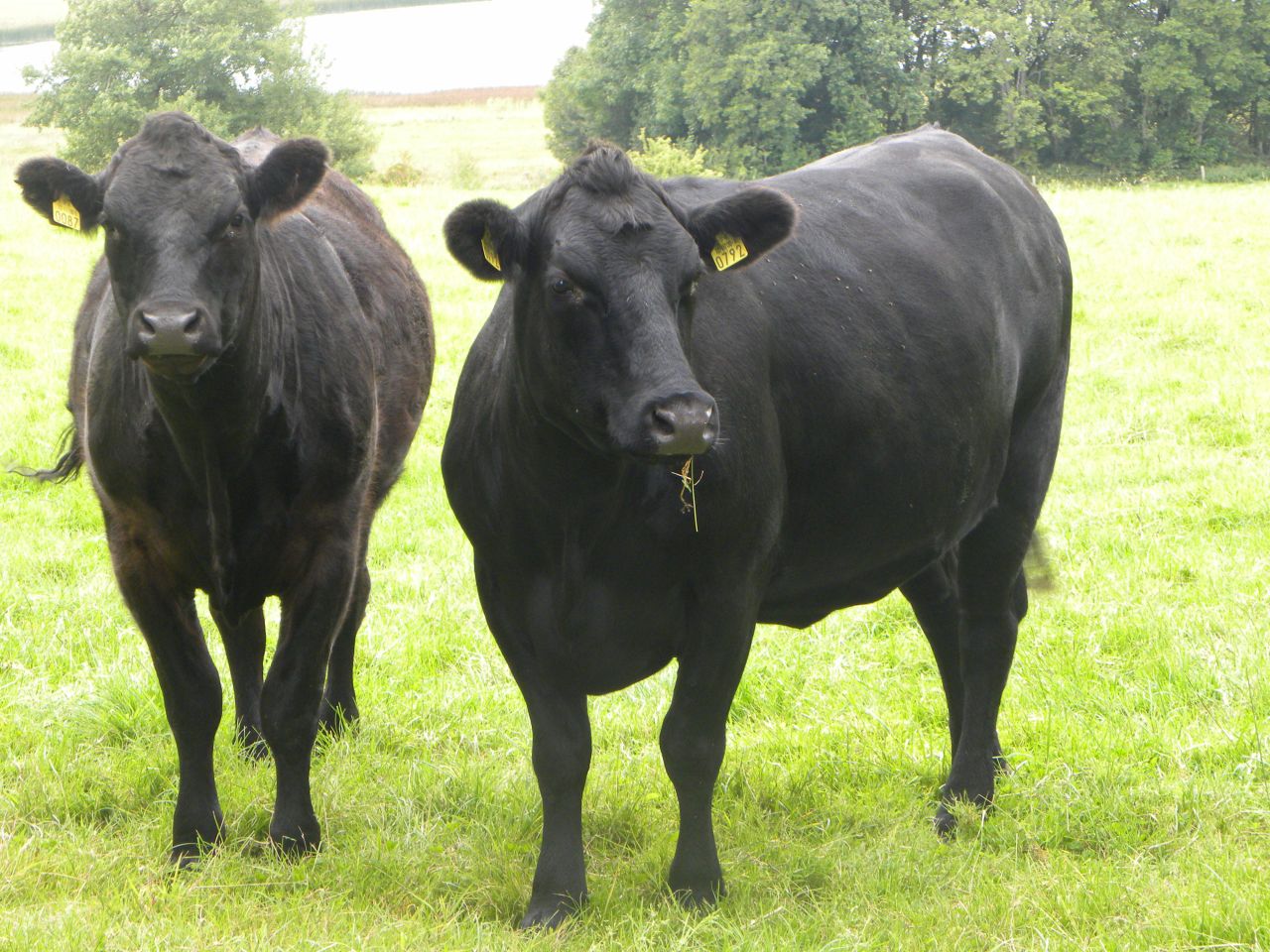 EU to become more dependent on dairy beef