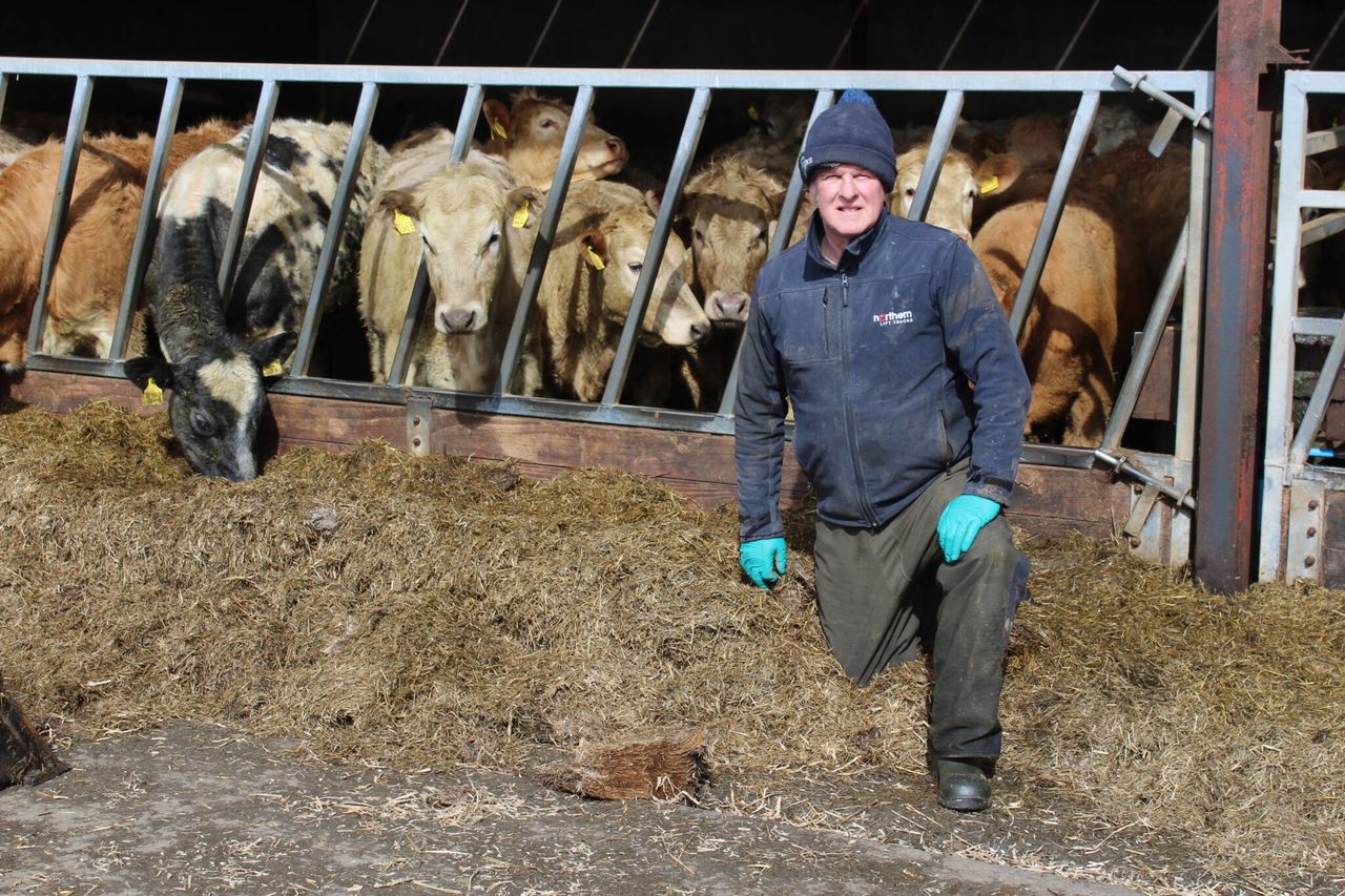Finished cattle prices continue to strengthen in Northern Ireland