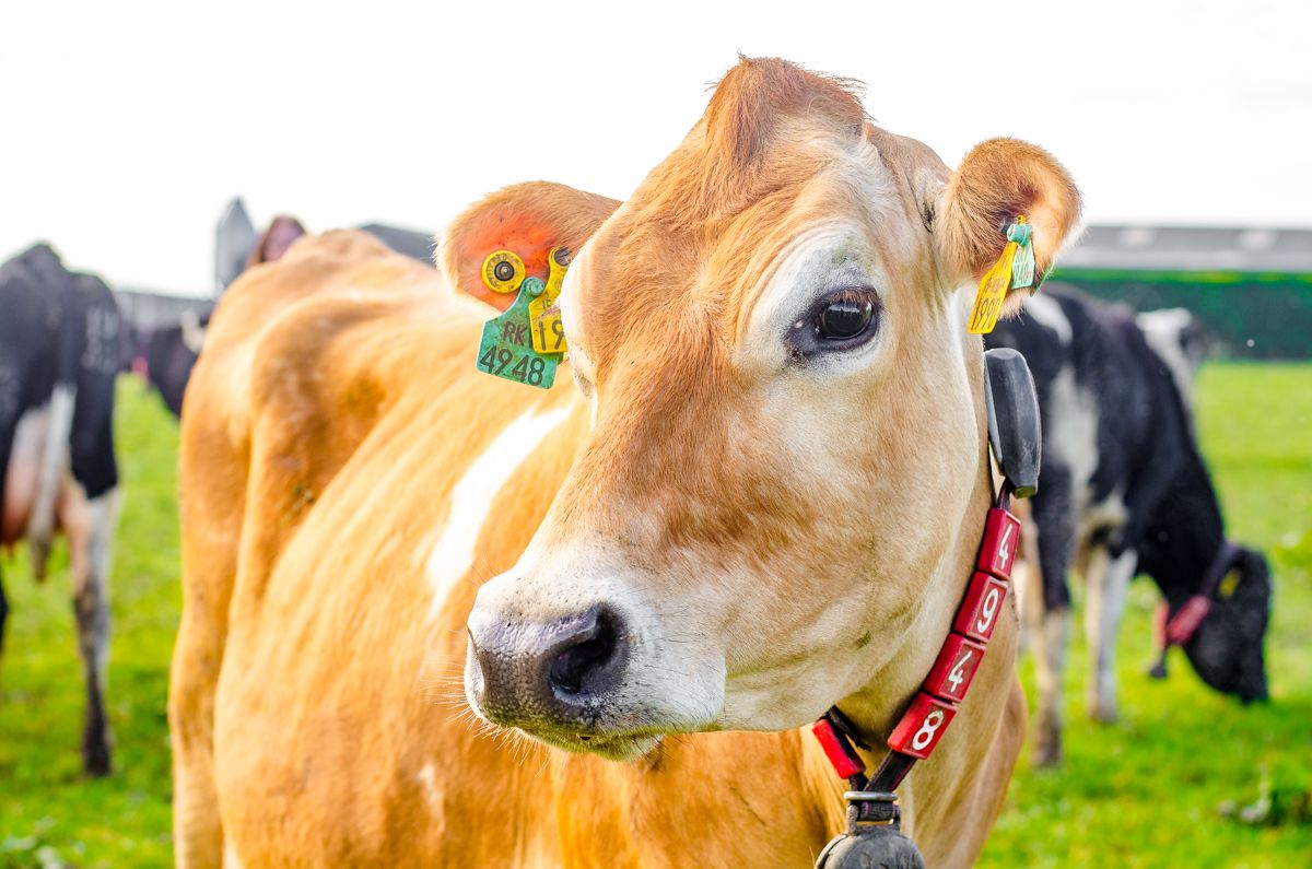 £6.5 million 5-year profitability scheme boost for Welsh dairy