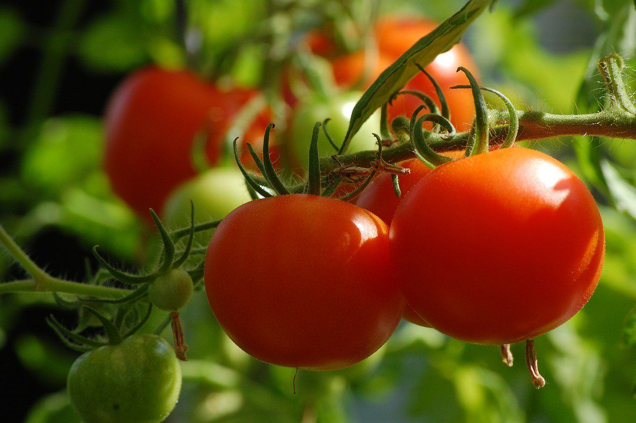 Developing countries edging ahead of UK on organic agriculture