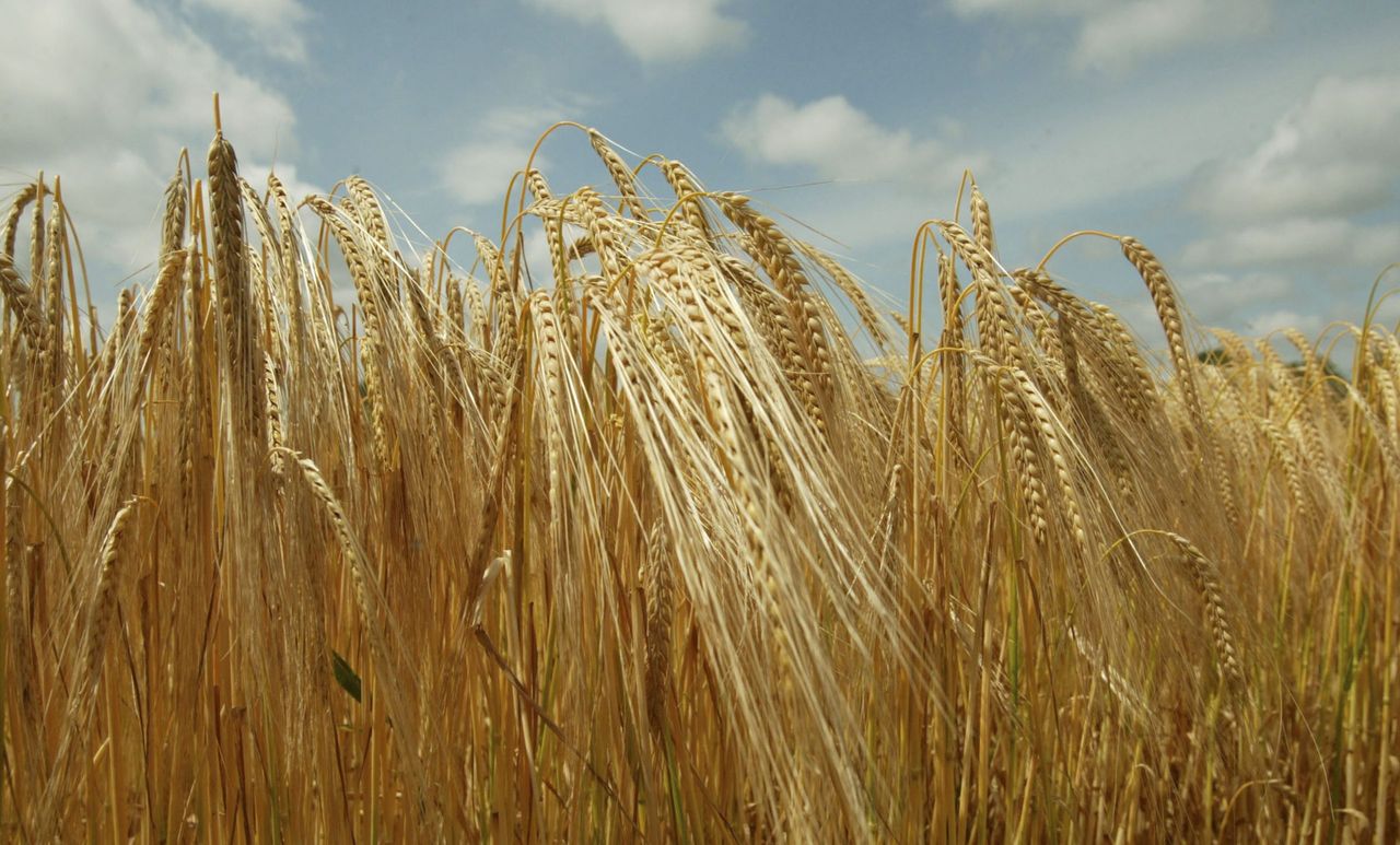 AHDB's £60,000 BYDV cereals research to begin