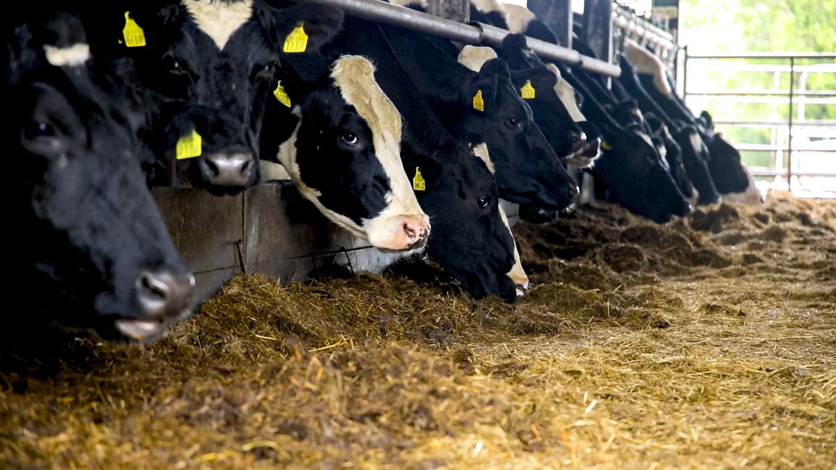 GB leads the world in uptake of sexed dairy semen - AHDB