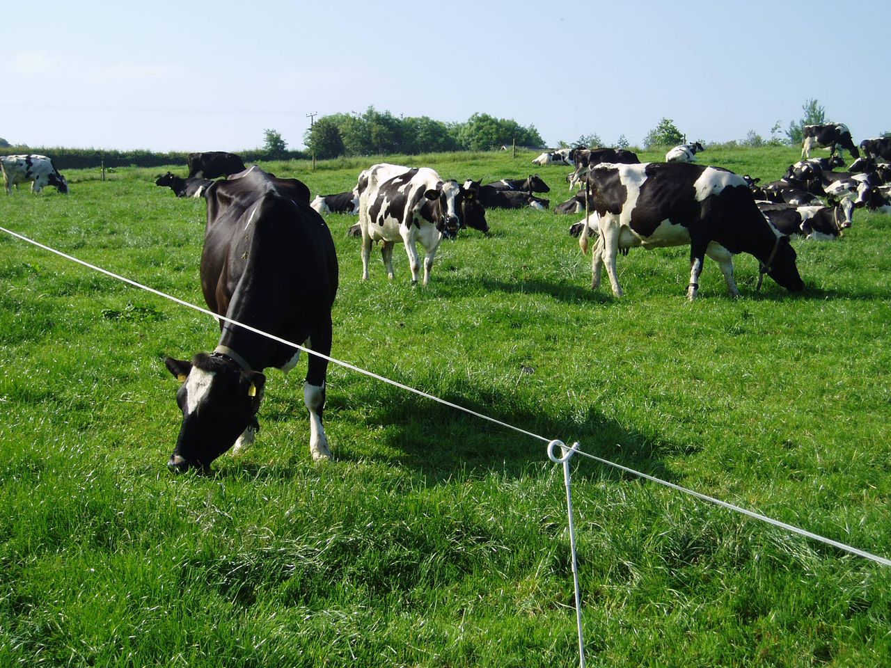 Ruma target reached by 79% of herds in 2020