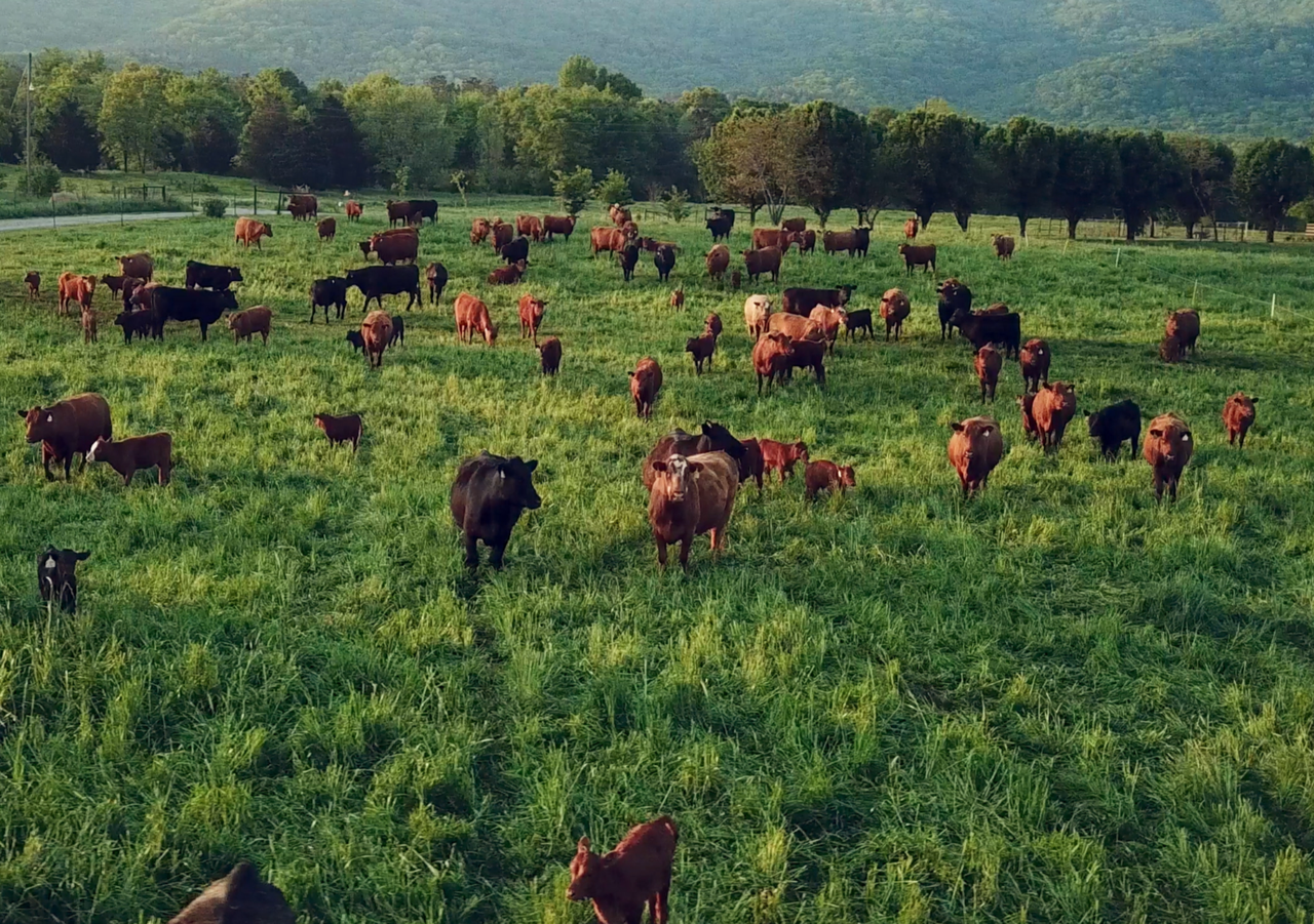 Watch: How can grazing prevent further climate change?