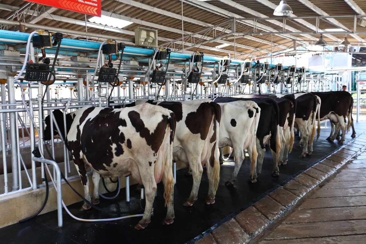 Farm orgs query Tirlán on milk price paid to farmers in NI