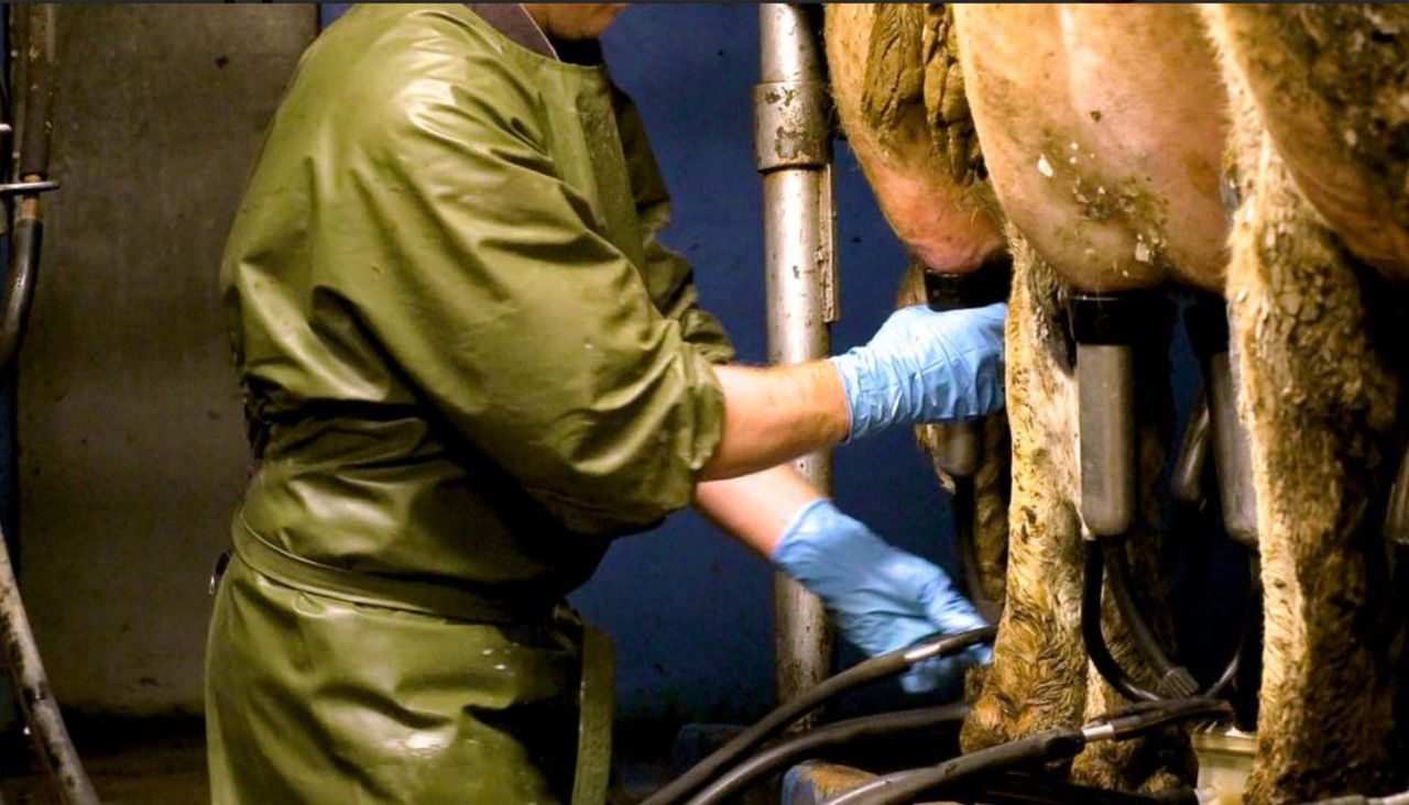 Govt warned against dairy concessions in US trade deal