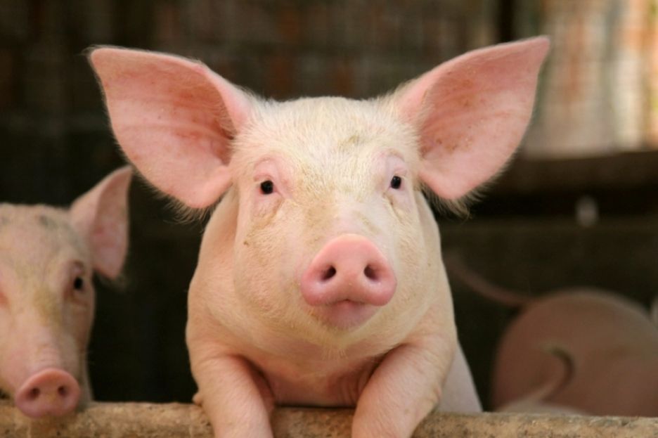 Standard pig price increases after 16 weeks in decline