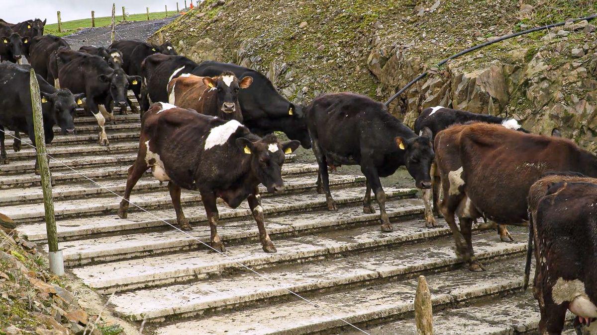 Locomotion scoring cows to keep milk production up this summer
