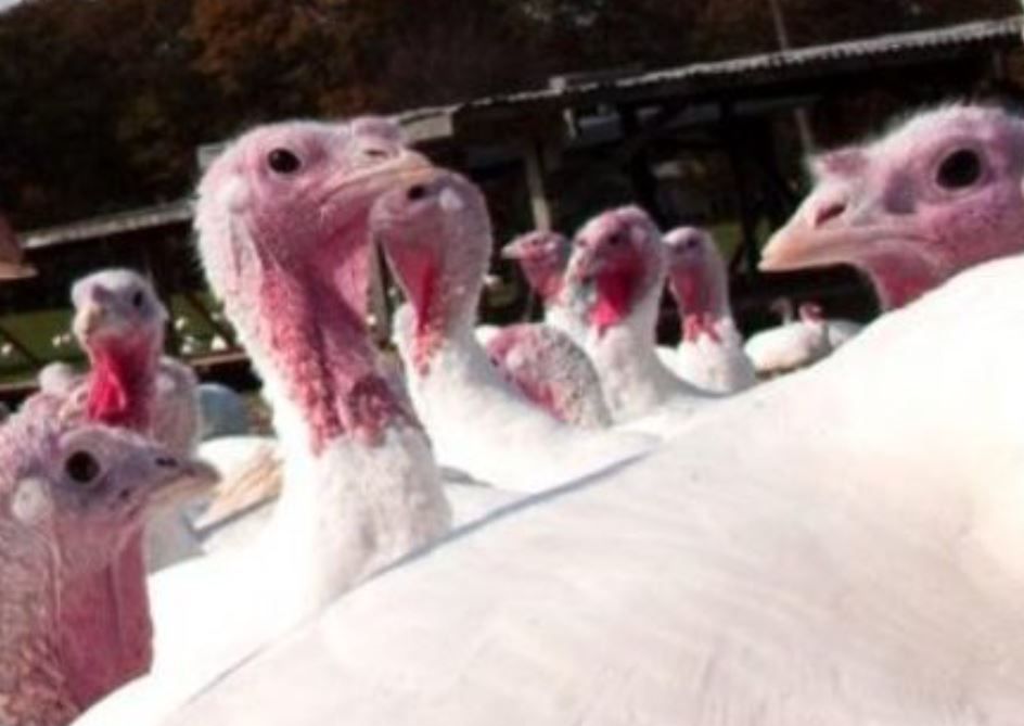 Poultry sector urged to prepare for threat of bird flu