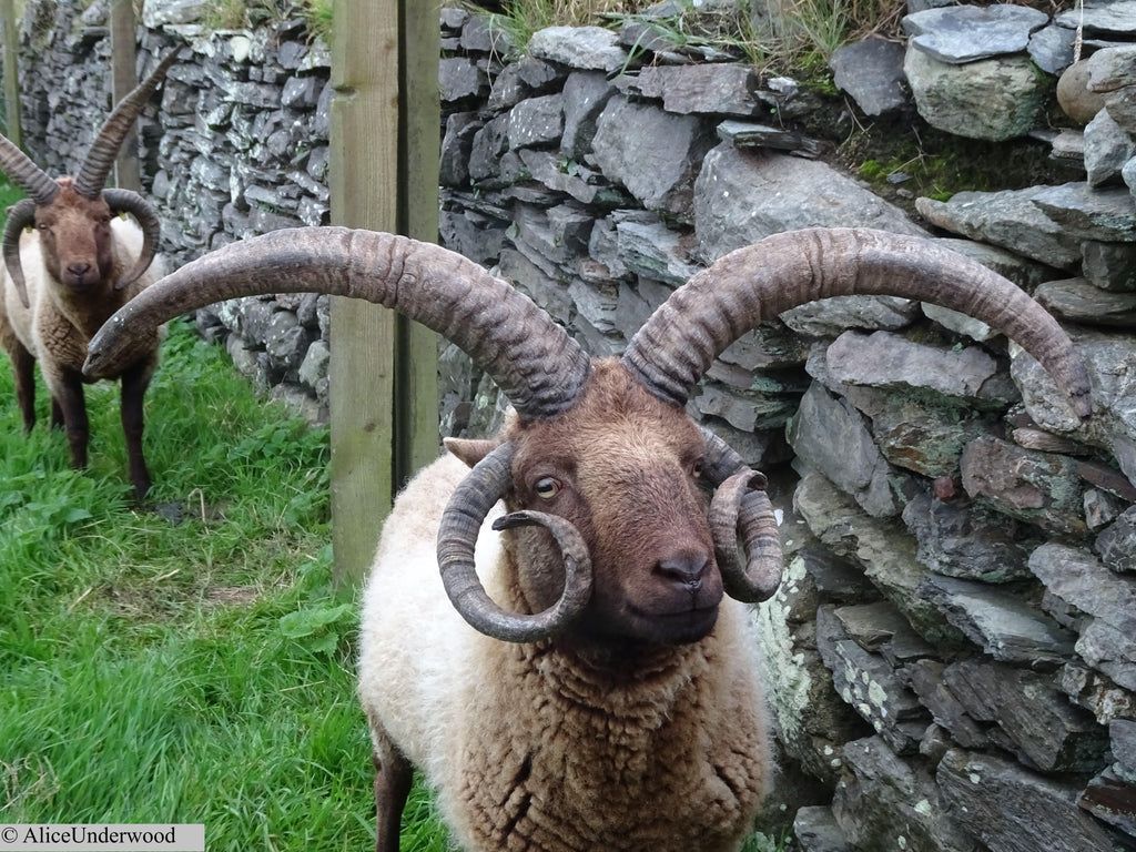 Two UK sheep breeds newly flagged as endangered