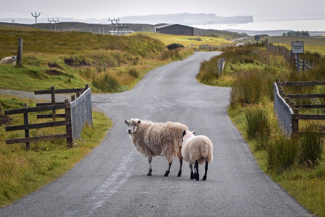 Scottish stakeholder group formed to 'influence' agri-policy