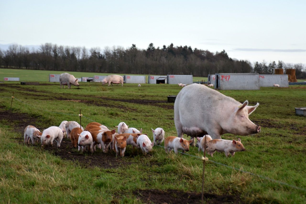 Danish farmers face uncertainty as agriculture ministry abolished