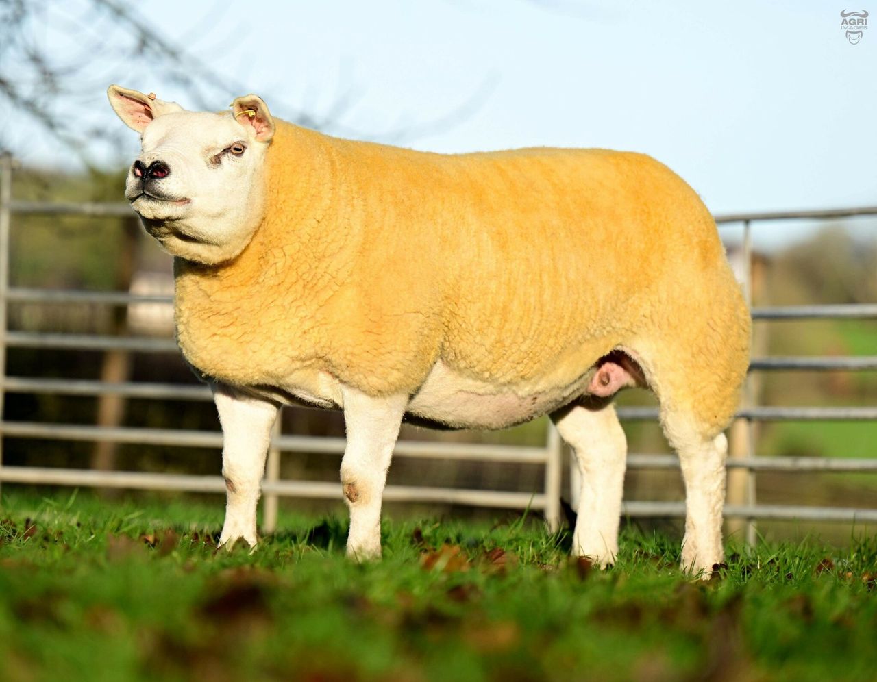 Festive Crackers sale at Ballymena Mart saw top price of 5000gns
