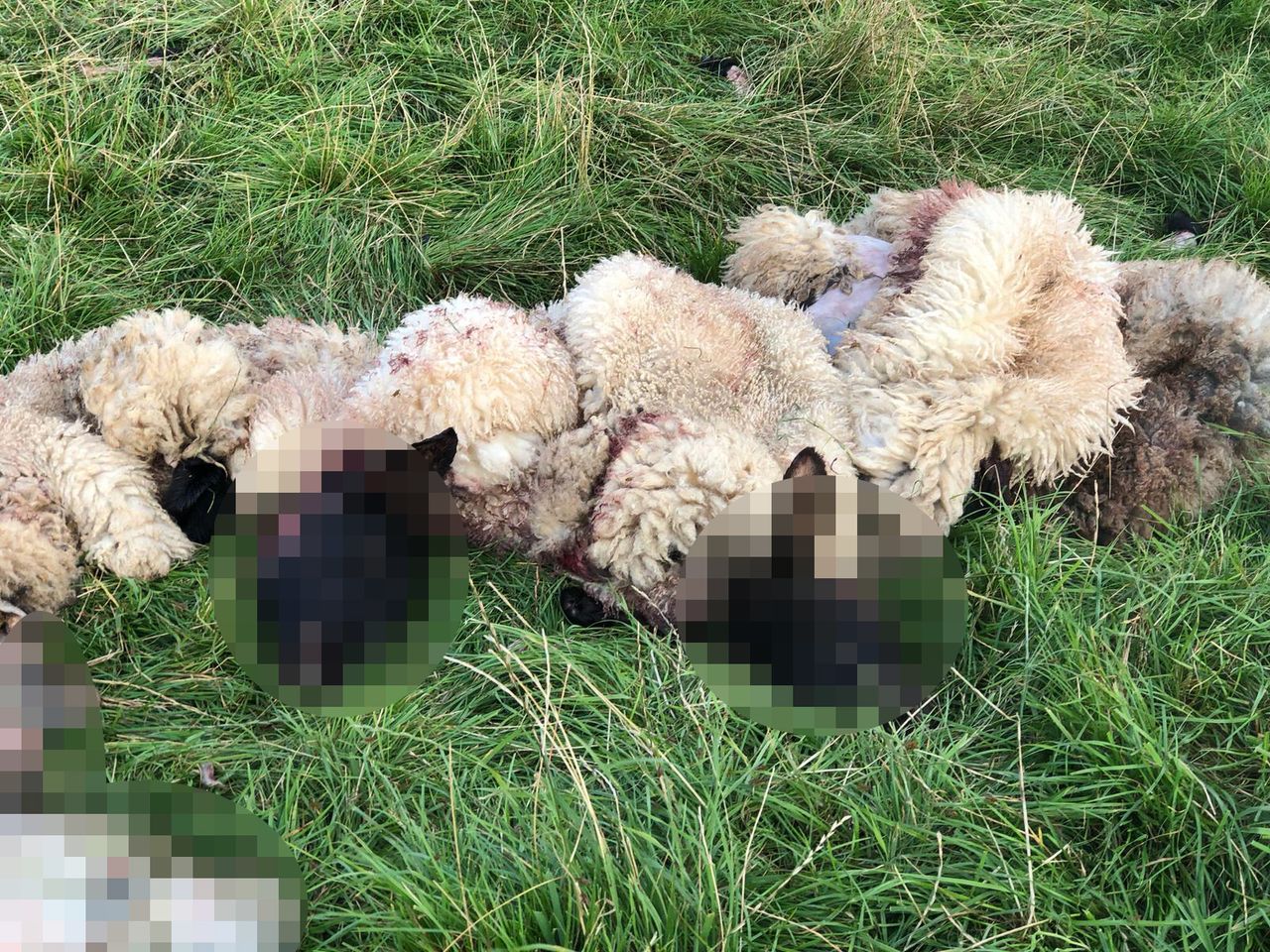 11 more lambs illegally butchered in Daventry district