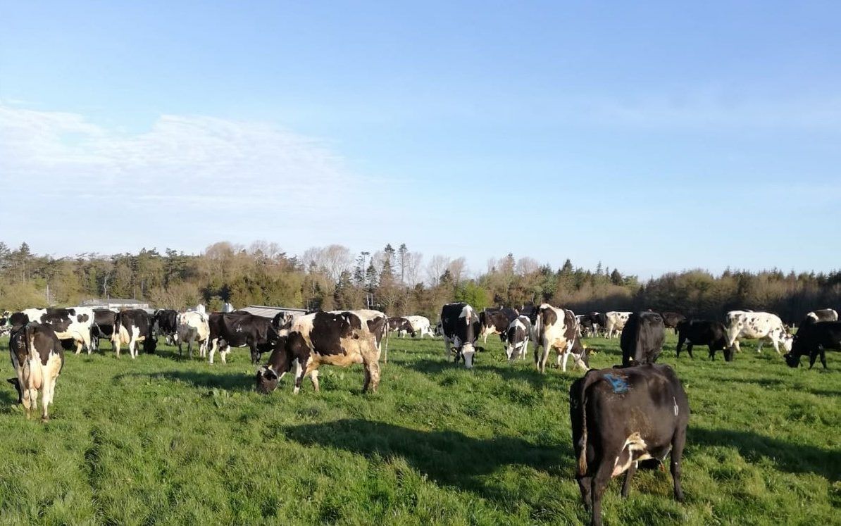 20 NI farms signed up to new initiative to reduce GHG emissions