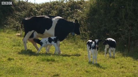 Cow gives birth to triplets - defies odds of one million to one