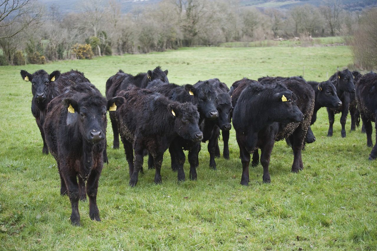 Native beef breeds on the rise in the UK