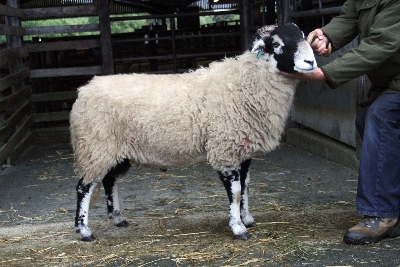 Swaledale ram sells for over €100,000 at annual sale