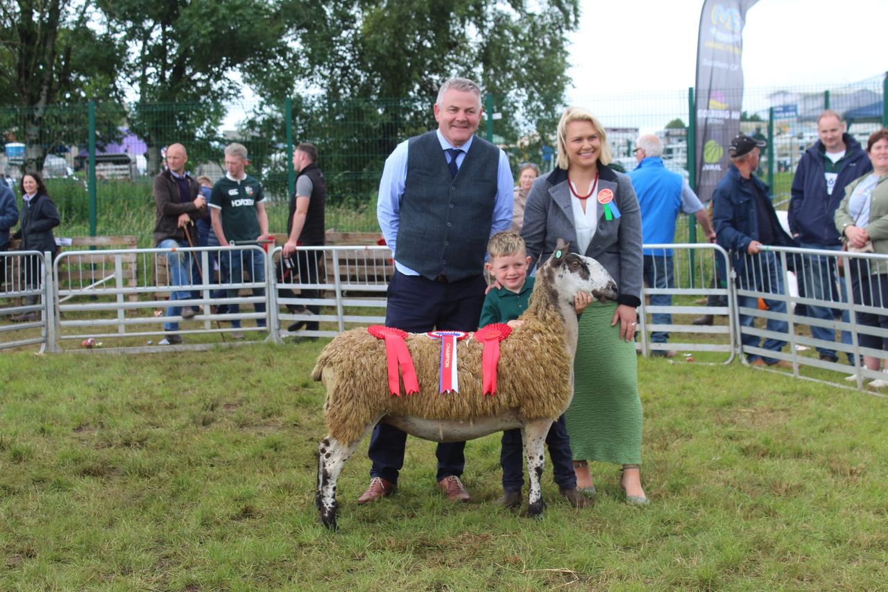 Record entry of sheep at Omagh Show 2025