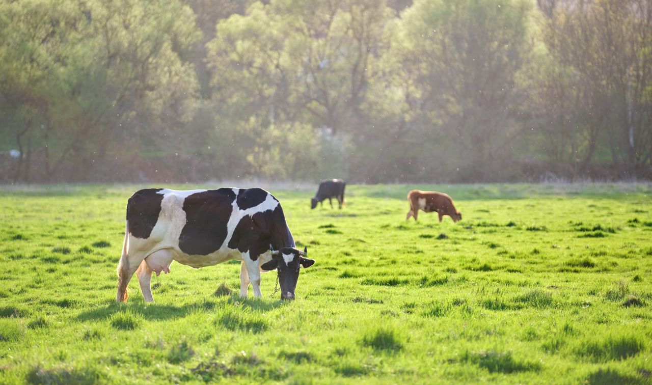 Environmental impact of English farms decreasing - study