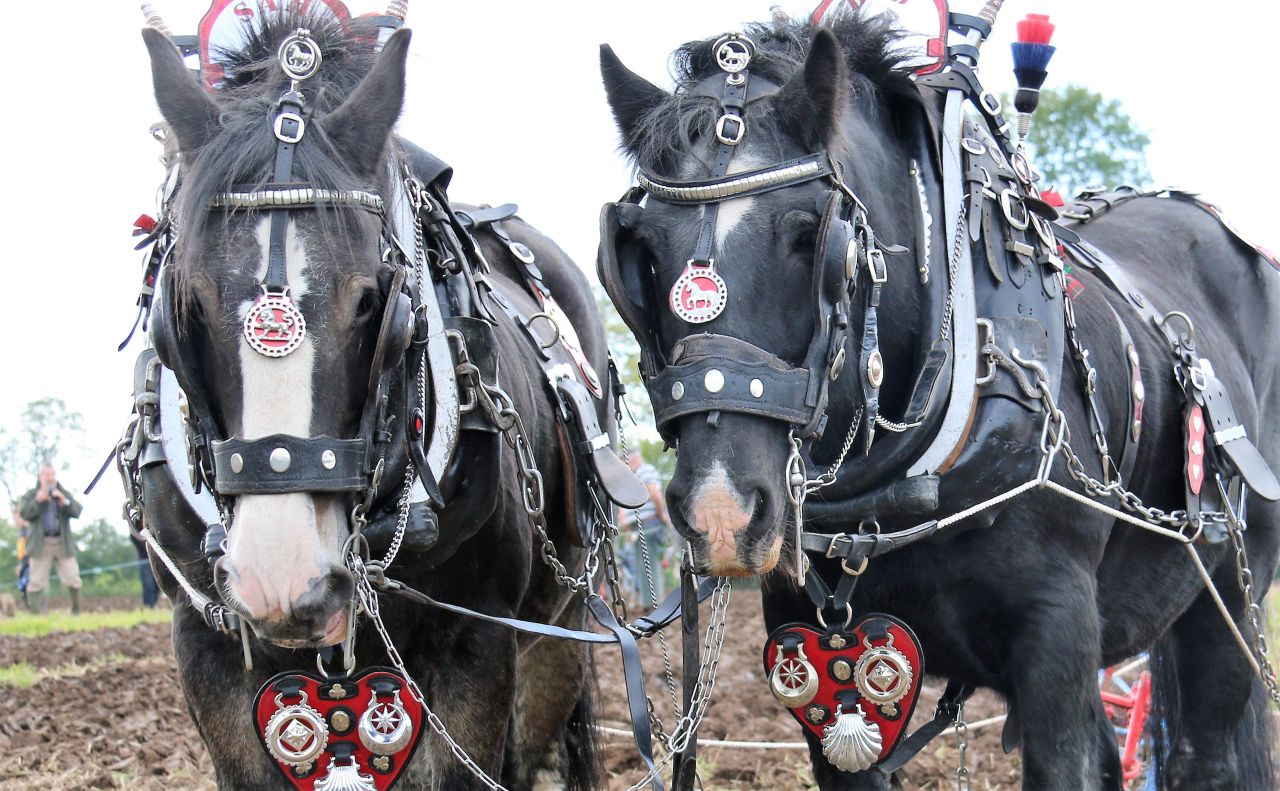 Horsepower: 'It's like an athlete - the more often you do it, the better you get'