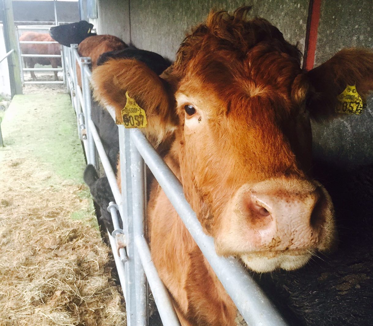 Over 99% of cattle in Northern Ireland now BVD negative