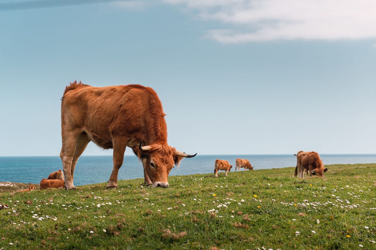 Bluetongue antibodies found in cattle herd on Isle of Man