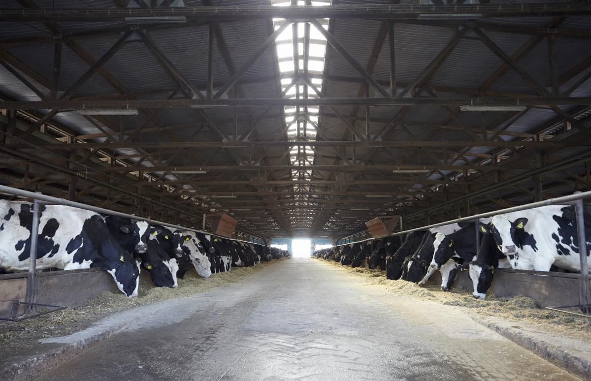 'Slowdown in milk production to lift dairy prices later this year'