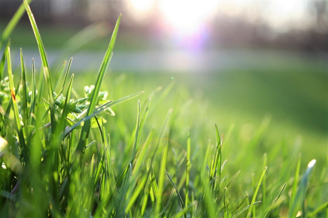 Conference to examine changes in grass growth